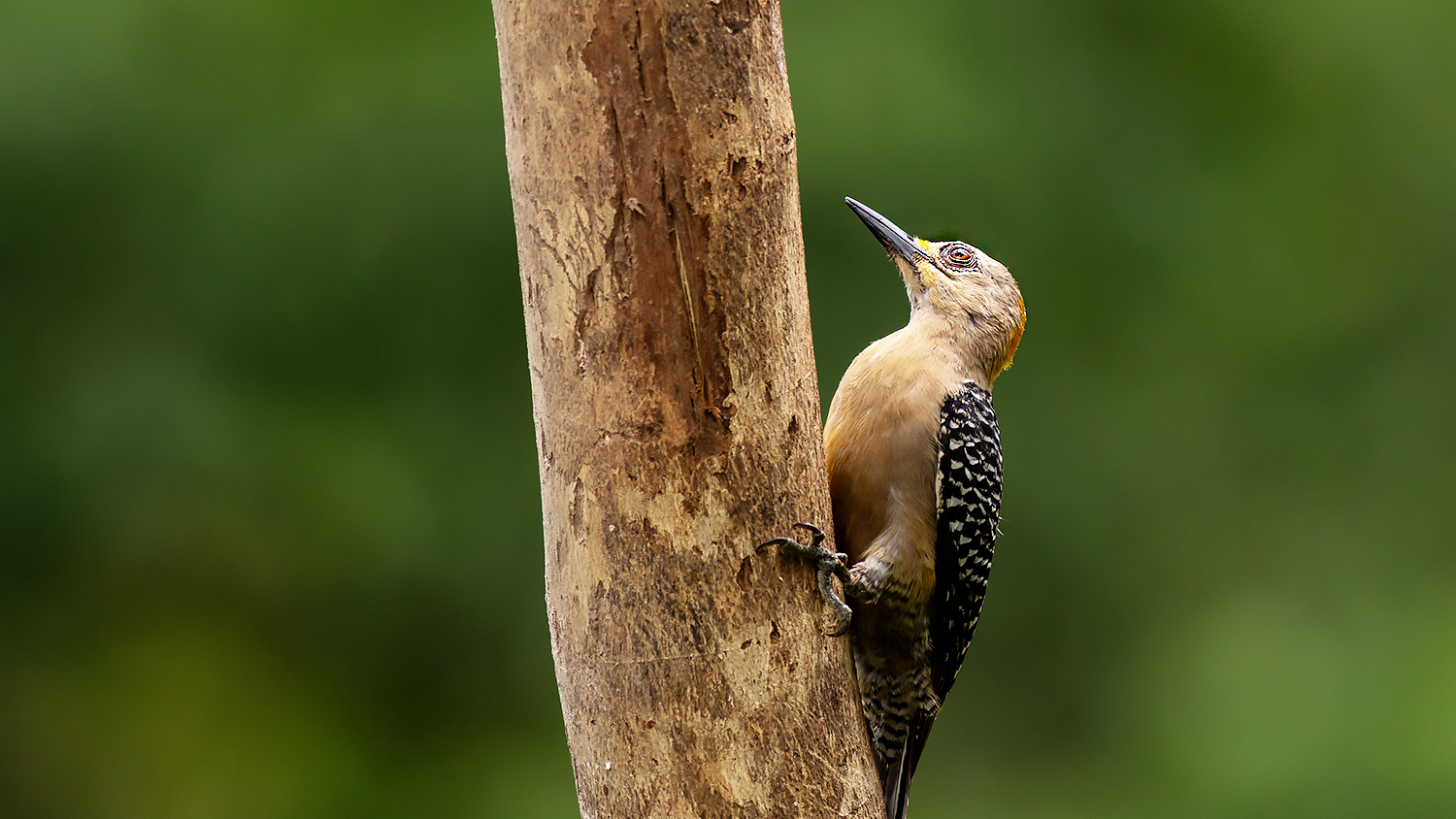 Hoffmann's Woodpecker